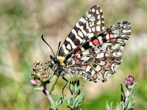 Zerynthia rumina